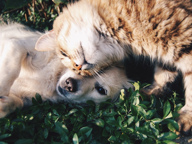 Pets products at TheMetaBrands